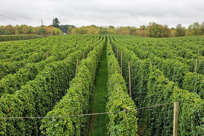 culture industrielle du houblon