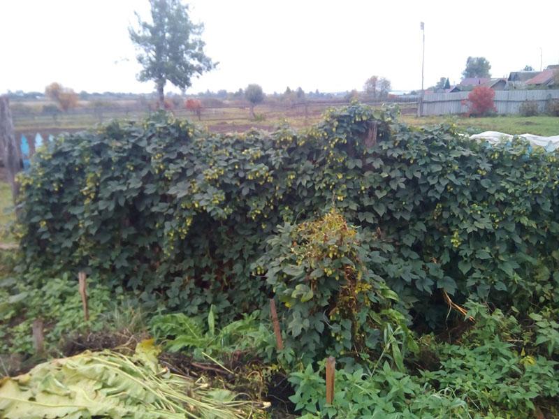 cómo cultivar lúpulo en el campo