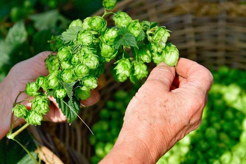 récolte de graines de houblon