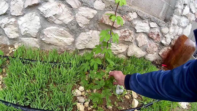 houblon en plein champ à partir de graines