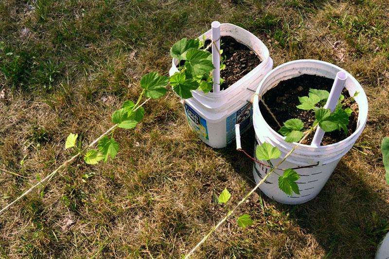 comment faire pousser du houblon dans le pays à partir de boutures