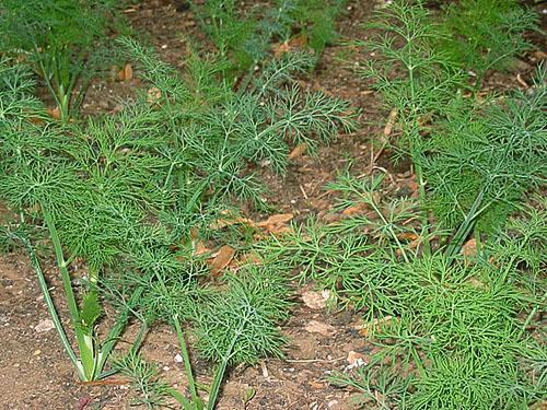 Plantation correcte de l'aneth de brousse