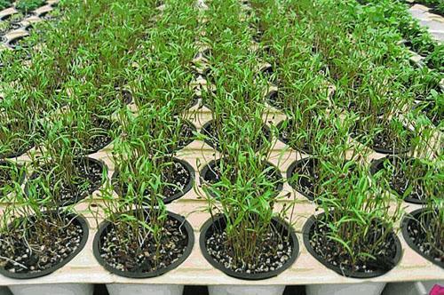 Cultivo de plántulas de eneldo arbustivo.