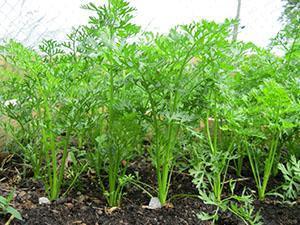 Zanahorias diluidas