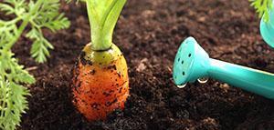 Regando zanahorias