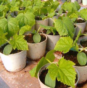 Plántulas de pepino en maceta