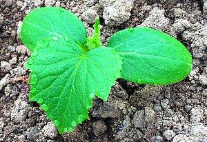 plántulas de pepino