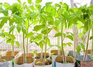 plántulas de tomate en el alféizar de la ventana