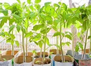 semis de tomates sur le rebord de la fenêtre