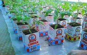 plántulas en cajas de papel