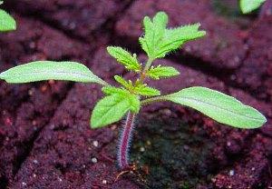 semis de tomates