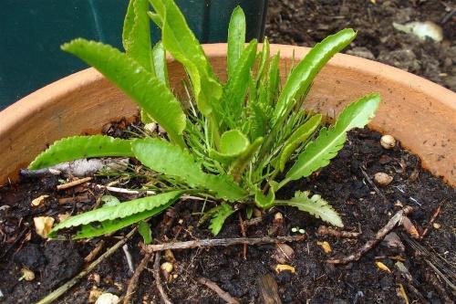 cómo cultivar rábano picante a partir de semillas