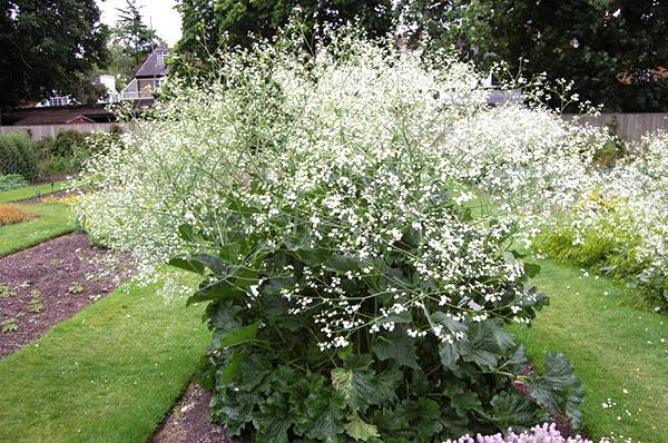 fleurs de katran au raifort