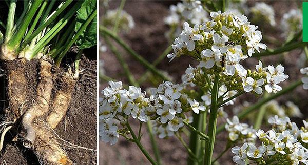 floraison et racines de katran