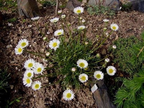 marguerite chrysanthème