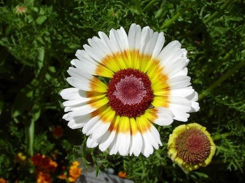 chrysanthème tricolore