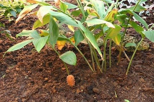 gingembre dans le jardin