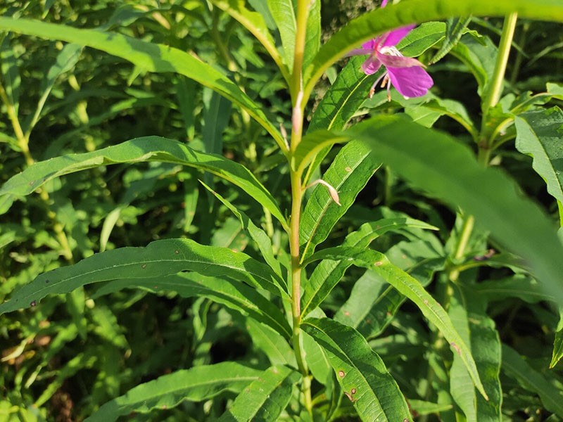 hojas de té de ivan