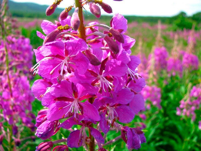 inflorescencias de té de ivan