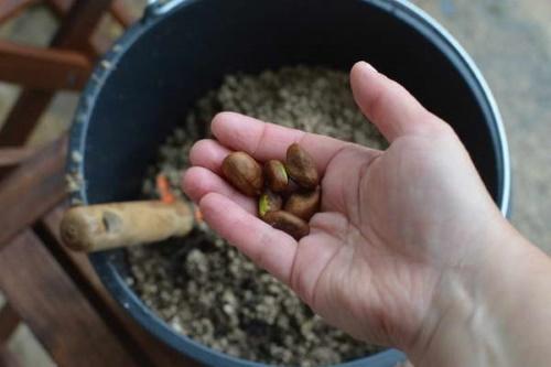 planter des néfliers