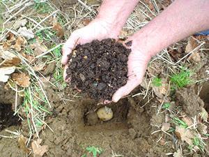 Planter des pommes de terre selon Meathlider