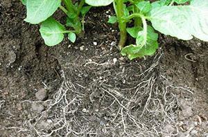 Fertiliser sous les plantes