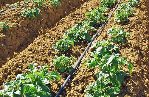 Irrigation goutte à goutte des pommes de terre