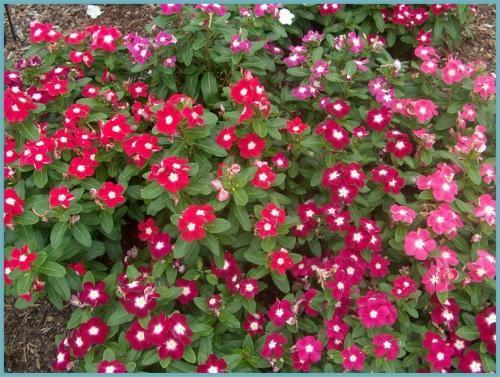 comment faire pousser un catharanthus