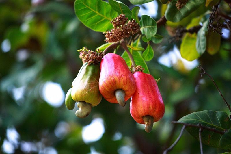 nueces de Brasil