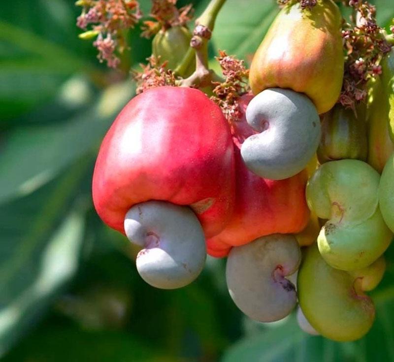 comment faire pousser des noix de cajou à la maison