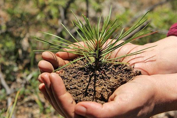 cyprès en pleine croissance