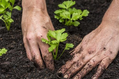 transfert au jardin