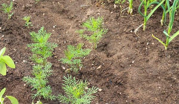 brotes de cosmos en el sitio