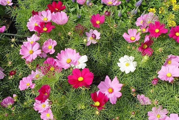 tendre kosmeya sur un parterre de fleurs