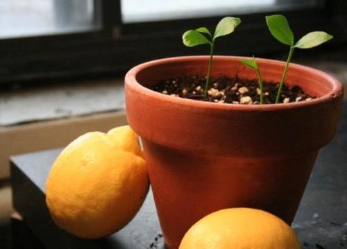 citron dénoyauté