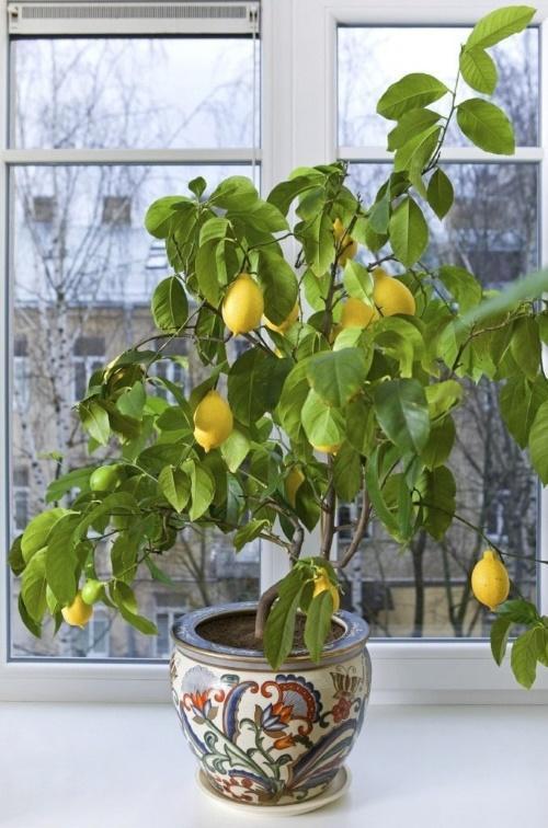 comment faire pousser du citron à la maison