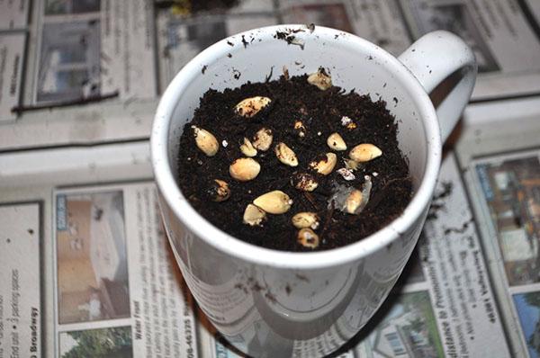 Planter des graines dans le sol