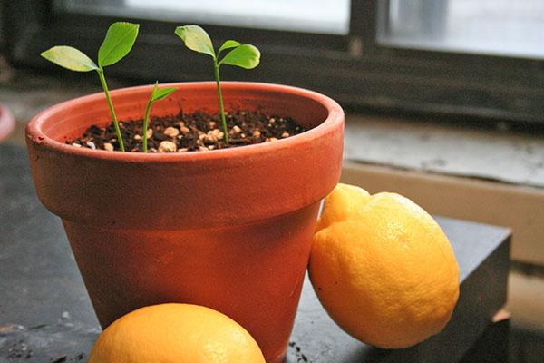 Pousses de graines de citron