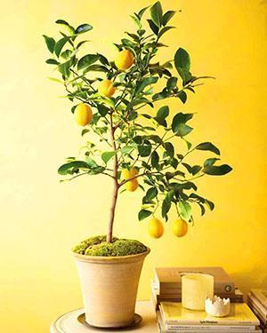 Après avoir greffé la bouture d'une plante en fruits, le citron portera ses fruits.