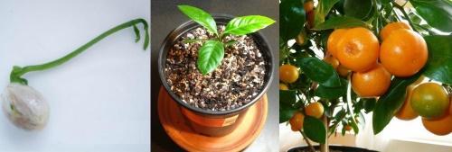 cómo hacer crecer una mandarina a partir de un hueso