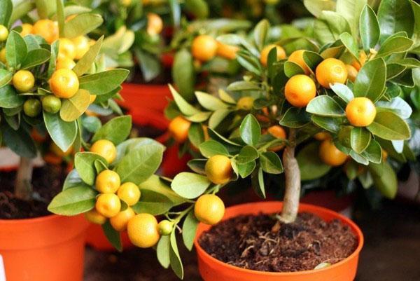 cultivo de mandarinas en casa