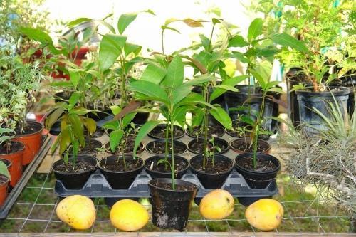 comment faire pousser la mangue