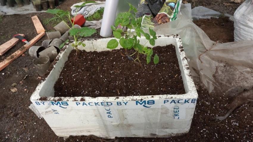 jeunes framboises de la racine utérine