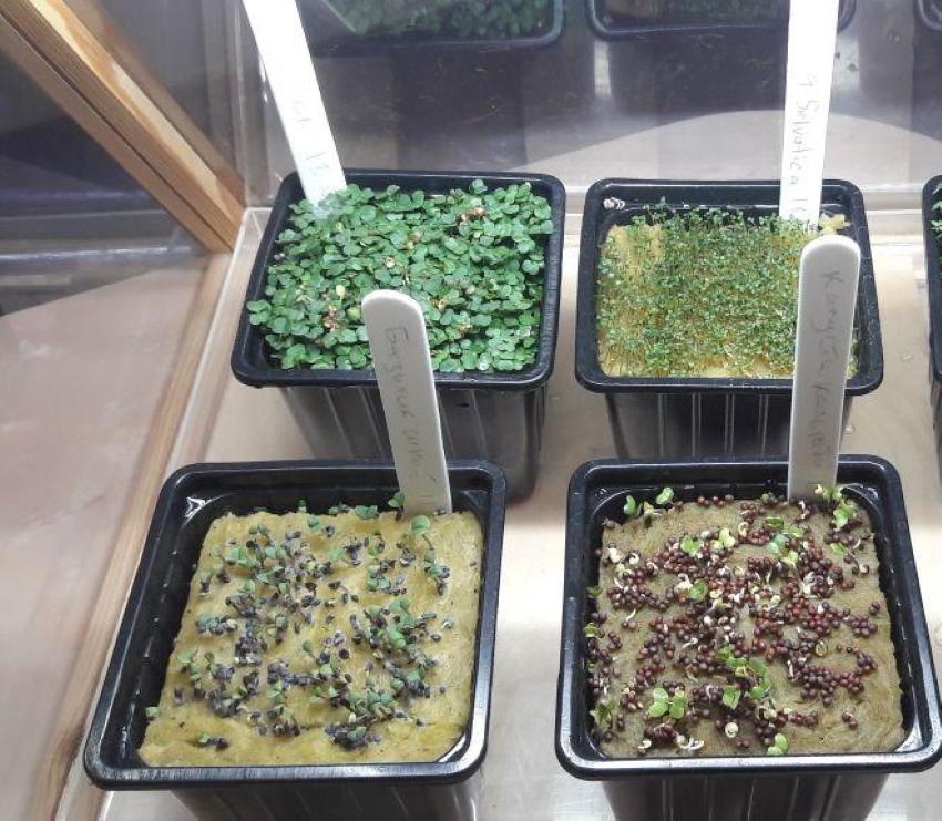 culture sans terre de microgreens