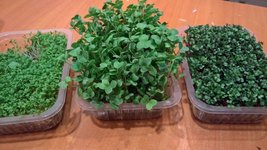 cómo cultivar microgreens en casa