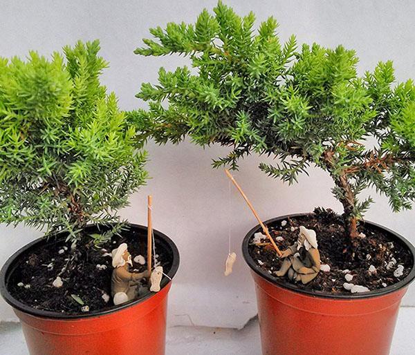 plantas para bonsai