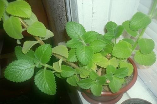 cómo cultivar menta en el alféizar de una ventana