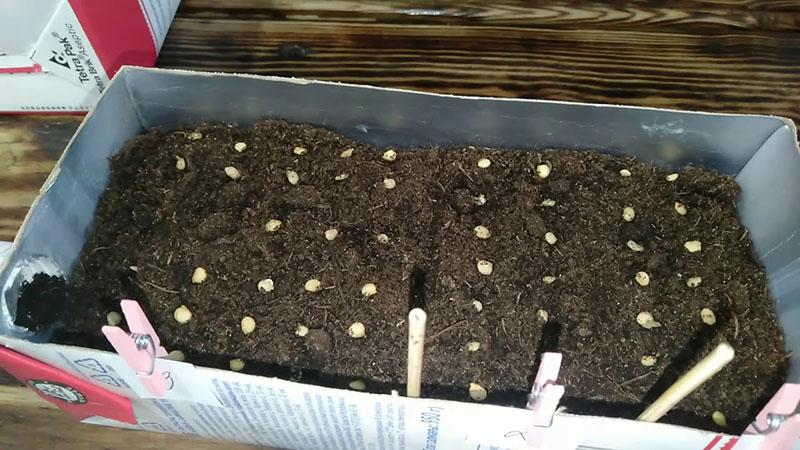semer des graines en terre