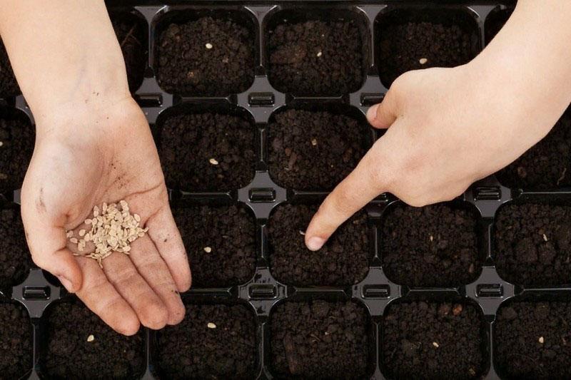 planter des graines dans un sol chaud