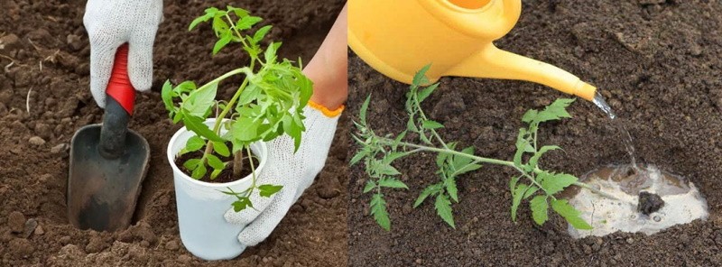 planter des semis en pleine terre
